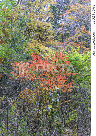 Akagi Nature Park, Autumn leaves, Gunma Prefecture 120233562
