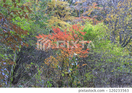 赤城自然公園 秋葉 群馬縣 120233563