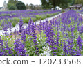lavender 120233568