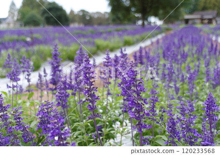 lavender 120233568