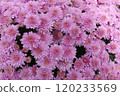 Flower landscape 120233569