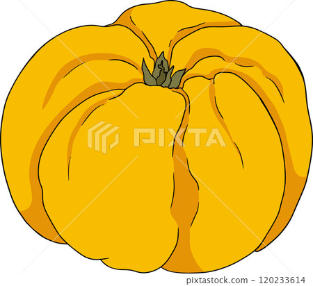 Vector, colored Quince apple fruits whole and half cut Vector, colored Quince apple fruits whole and half cut 120233614
