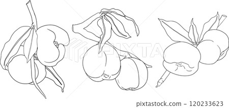 Peach outline vector.Apricot illustrations in hand drawn doodle style. 120233623