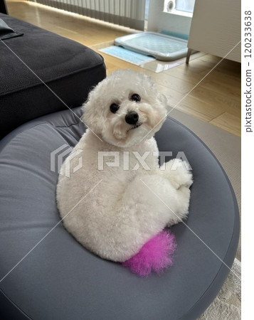 Pretty dog 120233638