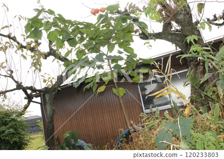 赤目岸：砍伐有害樹木 120233803