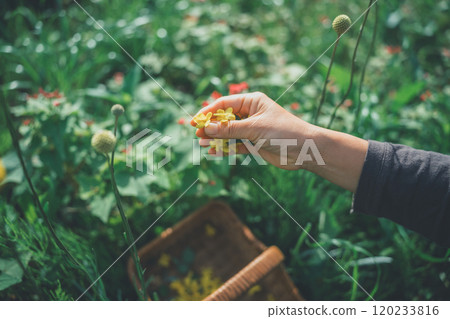 摘花 120233816