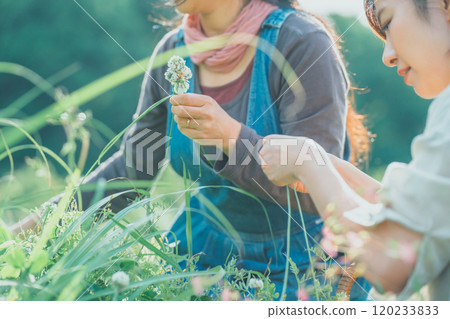 編織白三葉草 120233833