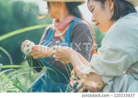 Knitting White Clover Knitting White Clover 120233837