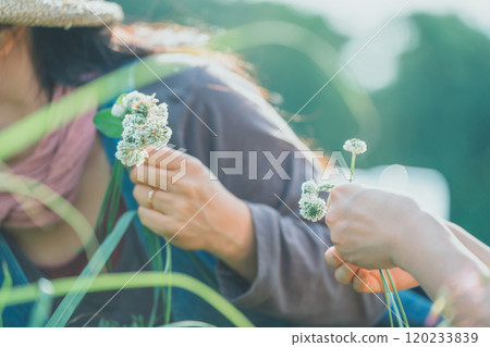 Knitting White Clover 120233839