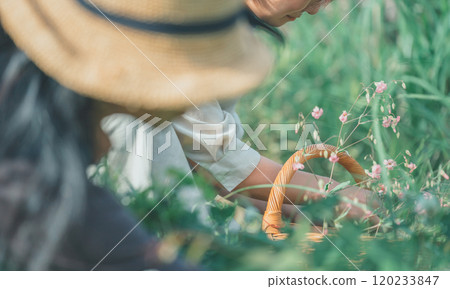 皂角花採摘 120233847