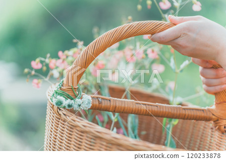 Petals 120233878
