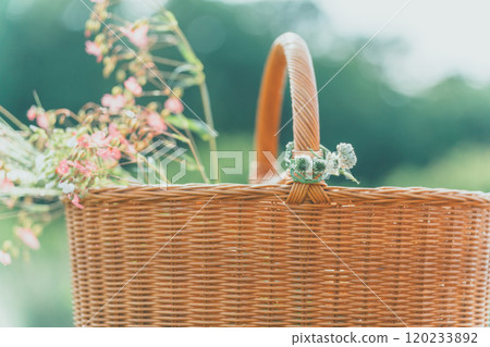 花採摘 花採摘 120233892