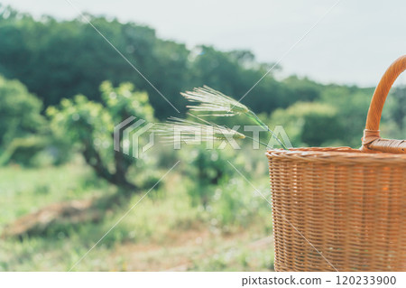 摘小麥 摘小麥 120233900