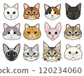 Various types of cat faces 120234060