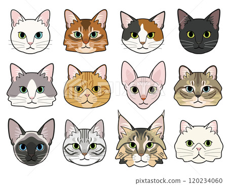 Various types of cat faces Various types of cat faces 120234060