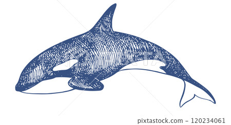 Killer whale sea animal linear sketch. Vector illustration Orca. Killer whale or toothed whale, marine predator jumping out of water with curved tail. Hand drawn, imitation of old engraving technique. 120234061