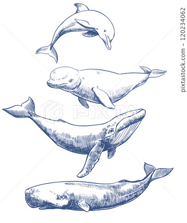 Marine mammals set. Hand drawn sketch vector illustration of whales and dolphin. Sperm whale, humpback whale, dolphin, beluga. Monochrome ink drawing, imitation of engraving. 120234062
