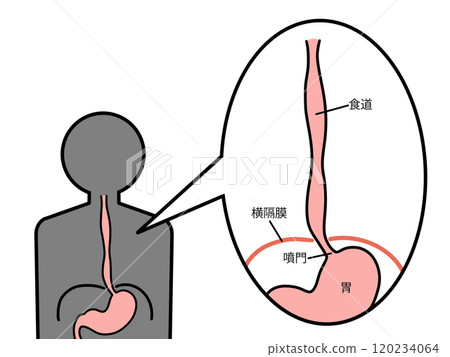 Normal esophagus, diaphragm, with text 120234064