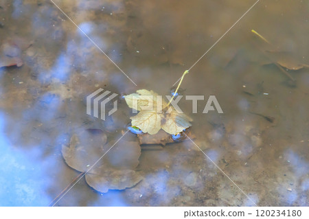 Colorful fall maple leaves in rain puddle, floating autumn leaf. October weather, november nature background Colorful fall maple leaves in rain puddle, floating autumn leaf. October weather, november nature background 120234180