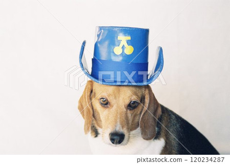 戴著藍色牛仔帽的小獵犬 3 120234287