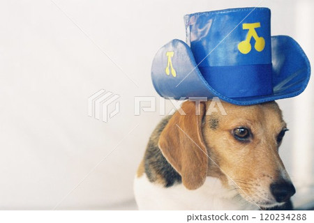 Beagle 4 wearing a blue cowboy hat Beagle 4 wearing a blue cowboy hat 120234288
