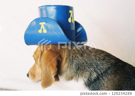 戴著藍色牛仔帽的小獵犬 5 120234289
