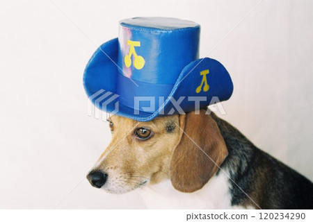 戴著藍色牛仔帽的小獵犬 6 戴著藍色牛仔帽的小獵犬 6 120234290