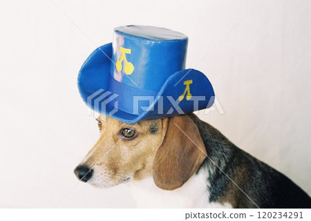 戴著藍色牛仔帽的小獵犬 7 120234291