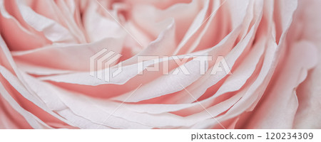 Abstract floral background, pink pale rose flower petals, soft focus. Macro flowers backdrop for holiday brand design 120234309
