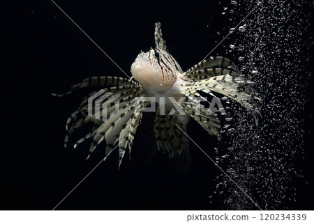 獅子魚 石斑魚 獅子魚 毒魚 經典鏡頭 獅子魚 石斑魚 獅子魚 毒魚 經典鏡頭 120234339