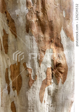 Lagerstroemia indicum, also known as Lagerstroemia japonica, with its smooth trunk skin [Lythraceae] 120234532