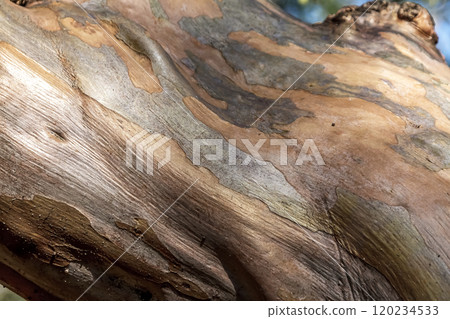 Lagerstroemia indicum, also known as Lagerstroemia japonica, with its smooth trunk skin [Lythraceae] 120234533