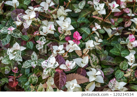 A colorful snow vine with irregular pink and white spots on new leaves 120234534