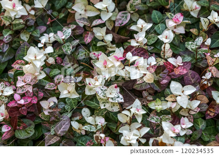 A colorful snow vine with irregular pink and white spots on new leaves 120234535