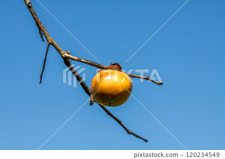 Persimmon fruit against a clear blue sky [Ebenaceae] 120234549