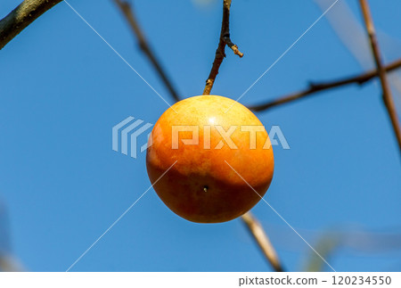 清澈的藍天映襯下的柿子果實 [柿子科] 120234550