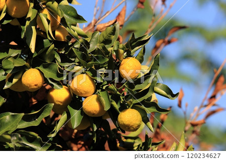 柚子種子 120234627