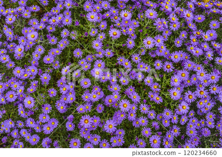 Symphyotrichum novi-belgii flowers 120234660