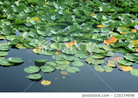 山水之城橫手市鶴池的純彩栽培 山水之城橫手市鶴池的純彩栽培 120234696