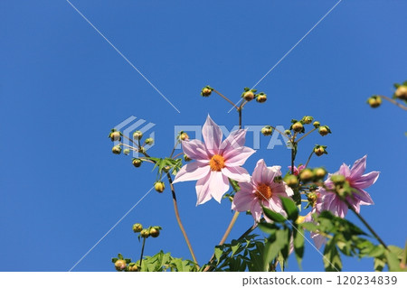 Emperor dahlia flower　 120234839