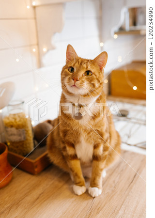 Red cat with a collar sits on a wooden table in front of kitchen counter, waiting for its owner to return 120234990