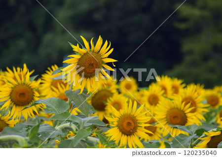 Makidai Sunflower Garden 120235040