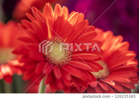 紅色非洲菊 紅色非洲菊 120235165