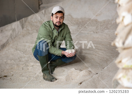 Man farmer checking quality of maize flour Man farmer checking quality of maize flour 120235283