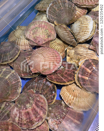 活扇貝,活扇貝,帶殼扇貝,帶殼扇貝,帶殼扇貝,活扇貝,扇貝,扇貝,扇貝 活扇貝,活扇貝,帶殼扇貝,帶殼扇貝,帶殼扇貝,活扇貝,扇貝,扇貝,扇貝 120235402