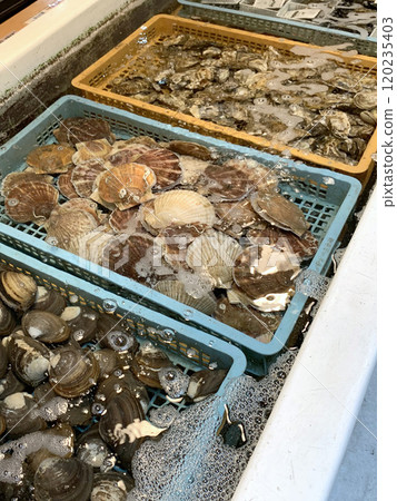 Live surf clams, Live scallops, Live oysters, surf clams with shells, scallops with shells, oysters with shells Live surf clams, Live scallops, Live oysters, surf clams with shells, scallops with shells, oysters with shells 120235403