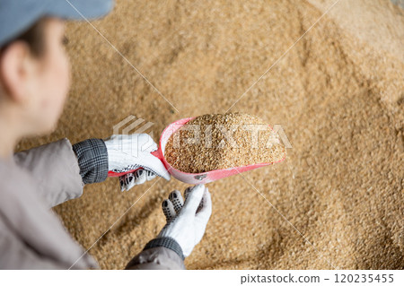 Scoop with soy husk in hands of female farmer Scoop with soy husk in hands of female farmer 120235455