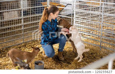 Young female farm worker petting baby goats in stall Young female farm worker petting baby goats in stall 120235627