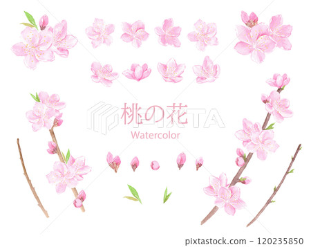 水彩畫桃花的向量插圖集 120235850