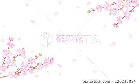 Watercolor peach blossom background 120235854